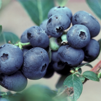 Vaccinium ''Northblue'' (Blueberry) - Northblue Blueberry