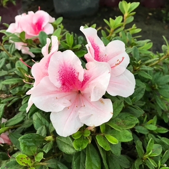 Rhododendron (Azalea) - Encore® 'Autumn Chiffon™'