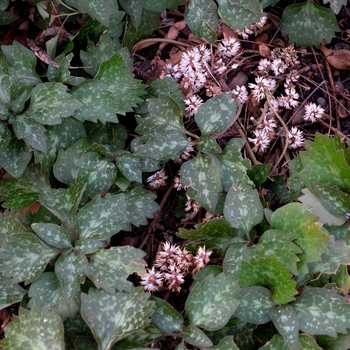Pachysandra procumbens (Allegheny Spurge) - Allegheny Spurge
