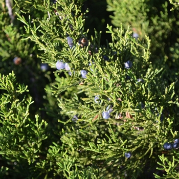 Juniperus chinensis ''Mint Julep®'' (Juniper) - Mint Julep® Juniper