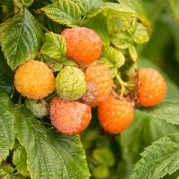 Rubus idaeus var. strigosus ''Fall Gold'' (Raspberry) - Fall Gold Raspberry