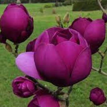 Magnolia x soulangeana ''Jurmag1'' (Magnolia) - Black Tulip™ Magnolia