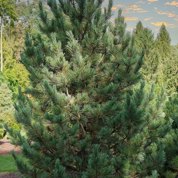 Pinus cembra ''Herman'' (Swiss Stone Pine) - Prairie Statesman® Swiss Stone Pine