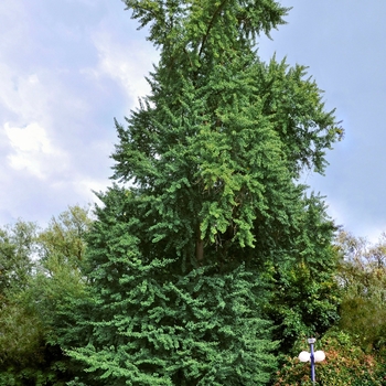 Ginkgo biloba ''Magyar'' (Maidenhair Tree) - Magyar Maidenhair Tree
