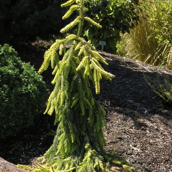 Picea omorika ''Pendula'' (Weeping Serbian Spruce) - Pendula Weeping Serbian Spruce