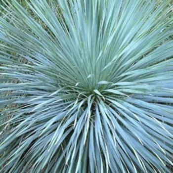 Yucca filamentosa ''Hoffer''s Blue'' (Blue Yucca) - Hoffer''s Blue Blue Yucca