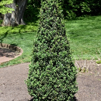 Buxus sempervirens ''Pyramidalis'' (Boxwood) - Pyramidalis Boxwood