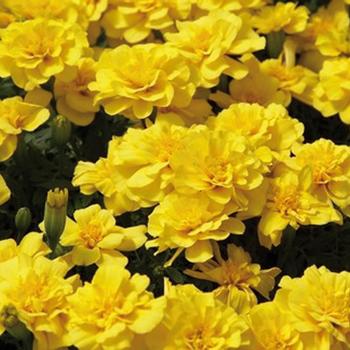 Tagetes patula - ''Safari Yellow'' French Marigold
