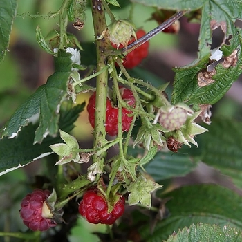 Rubus idaeus ''Canby Red'' (Canby Red Raspberry) - Canby Red Canby Red Raspberry