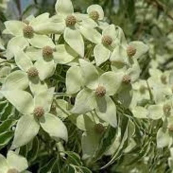 Cornus kousa ''Samzam'' (Chinese Flowering Dogwood) - Samaritan™ Chinese Flowering Dogwood