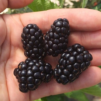 Rubus PP22449 - ''Prime-Ark® 45'' Blackberry