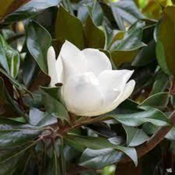 Magnolia grandiflora ''Edith Bogue'' (Southern Magnolia) - Edith Bogue Southern Magnolia