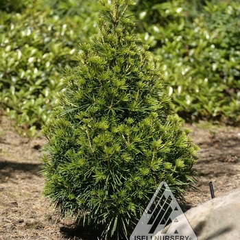 Sciadopitys verticillata ''Picola'' (Japanese Umbrella Pine) - Picola Japanese Umbrella Pine