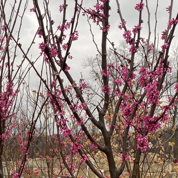 Cercis canadensis ''Tennessee Pink'' (Redbud) - Tennessee Pink Redbud