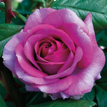 Rosa - 'Perfume Factory' Hybrid Tea Rose