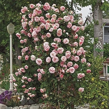 Rosa - 'Pearly Gates™' Climbing Rose