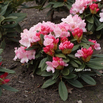 Rhododendron - 'Mardi Gras'