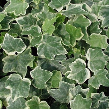Hedera helix ''Anne Marie'' (English Ivy) - Anne Marie English Ivy