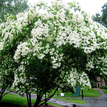 Cornus florida ''Appalachian Snow'' (Flowering Dogwood) - Appalachian Snow Flowering Dogwood