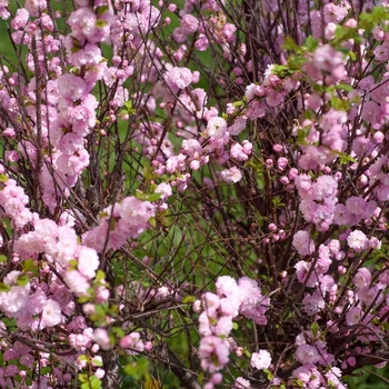 Prunus triloba var. multiplex (Flowering Almond) - Flowering Almond