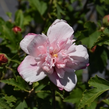 Hibiscus syriacus - 'Double Pink' Rose of Sharon