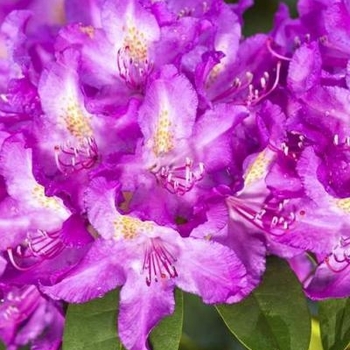 Rhododendron catawbiense - 'Purpureum Elegans'