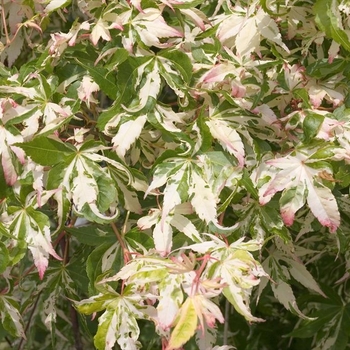 Acer palmatum ''Orido-nishiki'' (Japanese Maple) - Orido-nishiki Japanese Maple