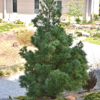 Pinus strobus ''Mini Twists'' (Eastern White Pine) - Mini Twists Eastern White Pine