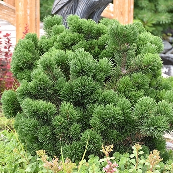 Pinus mugo ''Jakobsen'' (Mugo Pine) - Jakobsen Mugo Pine