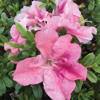 Rhododendron (Reblooming Azalea) - Bloom-A-Thon® 'Pink Cupcake'
