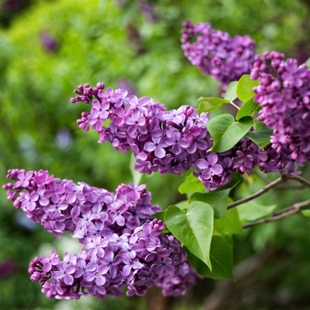 Syringa vulgaris (Common Purple Lilac) - Common Purple Lilac