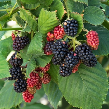 Rubus ''APF-236T'' PP27032 CPBRAF (Blackberry) - Blackberry