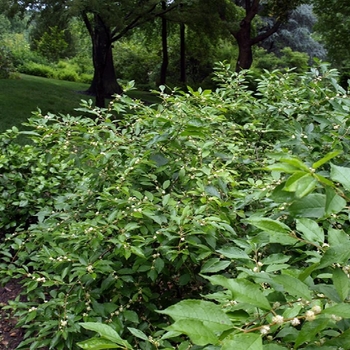 Ilex verticillata ''Southern Gentleman'' (Winterberry) - Southern Gentleman Winterberry
