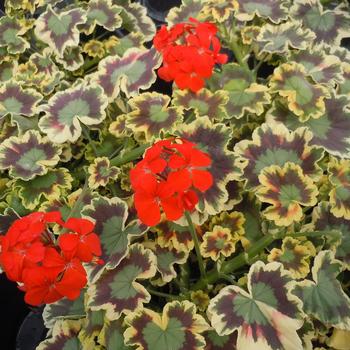 Pelargonium x hortorum ''Mrs. Pollock'' (Zonal Geranium) - Mrs. Pollock Zonal Geranium