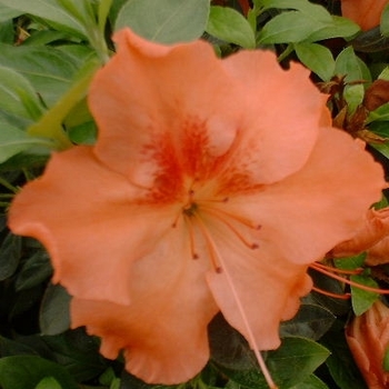 Rhododendron Robin Hill hybrid - 'Gillie' Evergreen Azalea