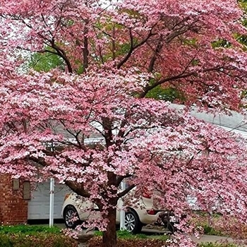 Cornus florida ''Rubra'' (Pink Flowering Dogwood) - Rubra Pink Flowering Dogwood