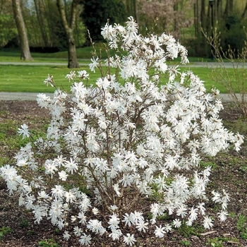 Magnolia stellata - ''Royal Star'' Magnolia