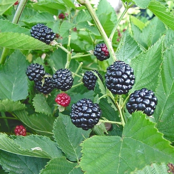 Rubus ''Natchez'' (Blackberry) - Natchez Blackberry