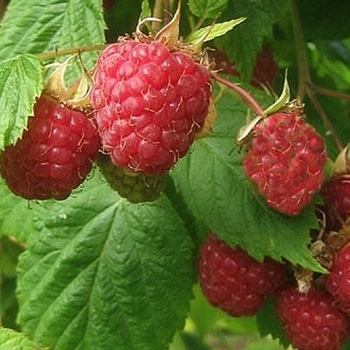 Rubus idaeus ''Meeker'' (Red Raspberry) - Meeker Red Raspberry