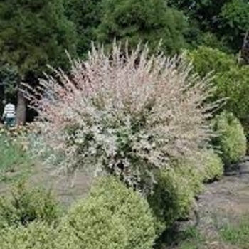 Salix integra ''Hakuro-Nishiki'' (Dappled Willow) - Hakuro-Nishiki Dappled Willow