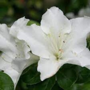 Rhododendron Glenn Dale hybrid - 'Glacier' Azalea