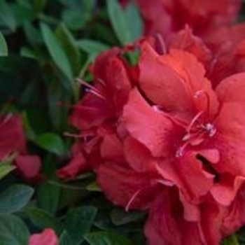 Rhododendron (Azalea) - Rebloom® 'Ruby Starburst™'