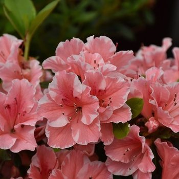 Rhododendron (Azalea) - Encore® 'Autumn Starburst®'