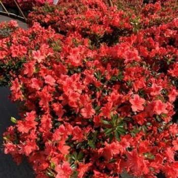 Rhododendron Girard hybrid - 'Fashion' Azalea