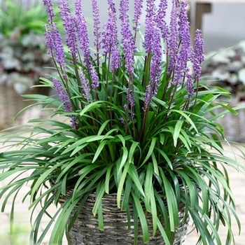 Liriope muscari ''Royal Purple'' (Lilyturf) - Royal Purple Lilyturf