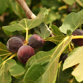 Ficus carica ''Chicago Hardy'' (Fig) - Chicago Hardy Fig