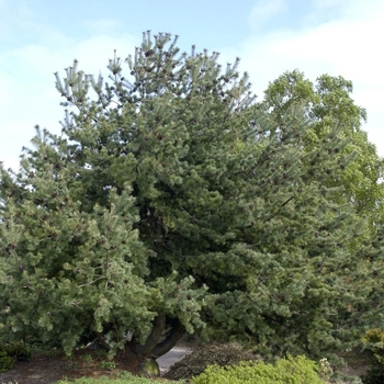 Pinus parviflora ''Glauca'' (Japanese White Pine) - Glauca Japanese White Pine