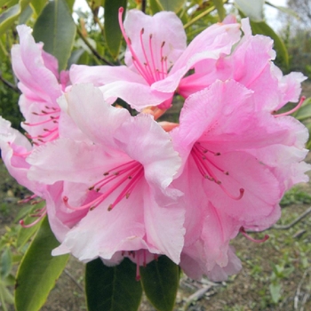 Rhododendron Kurume hybrid - 'Pink Pearl' Azalea