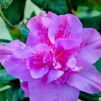 Rhododendron (Azalea) - Encore® 'Autumn Majesty'