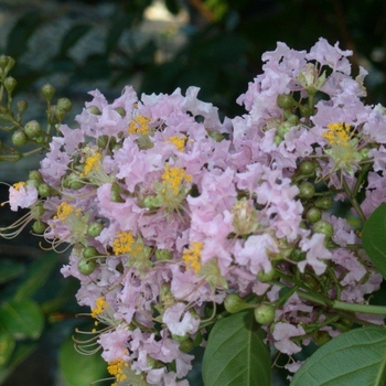 Lagerstroemia indica x fauriei - 'Muskogee' Crape Myrtle
